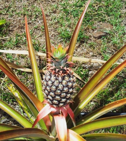 pineapple plant